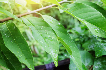 Rainy day and water drop on green leaves