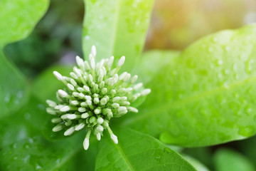 White Lxora in rainy day and water drop on green leaves