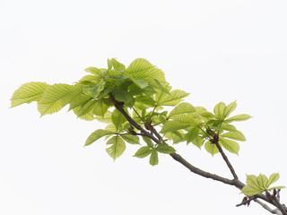 branch of chestnut with spring foliage on a white background