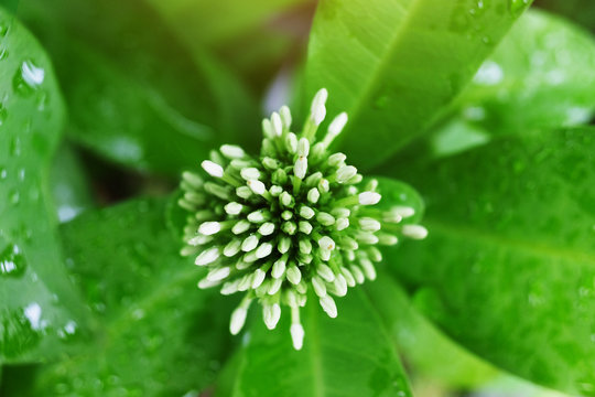 White Lxora in rainy day and water drop on green leaves