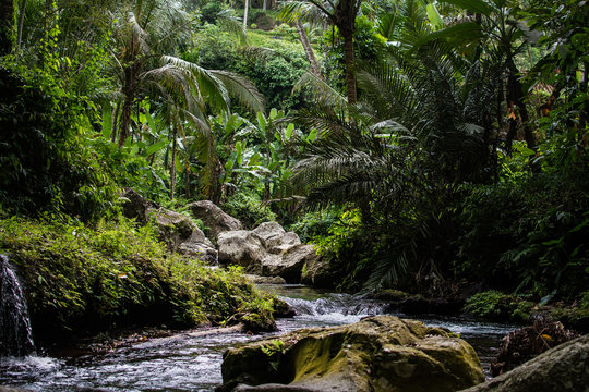 River in stones of tropical jungle nature at the Banner image. Jungle nature of Bali island. Nature beauty of tropical forest. Natural rainforest landscape of Indonesia