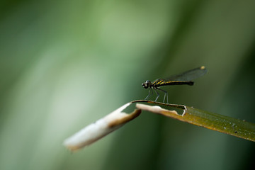 Close up of small beautiful dragonfly