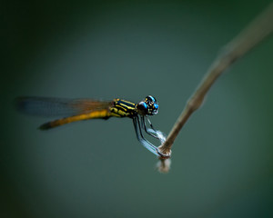 Close up of small beautiful dragonfly