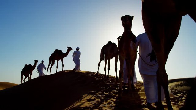 Arab Bedouin males in traditional dress leading camels through hot desert