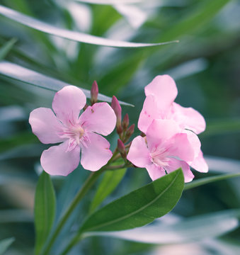 Oleander pink flower on a green leaves background