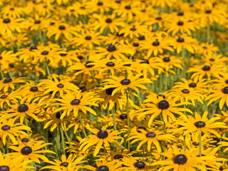 Gelber Sonnenhut,Rudbeckia fulgida,in voller Blüte