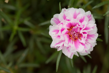 Portulaca flower in the garden