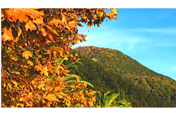 Autumn leaves on a background of a mountain