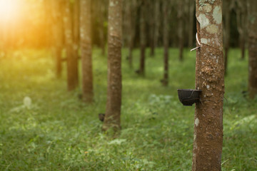 Tapping sap from the rubber tree
