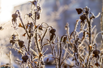 Spruce branches in the snow in the cold