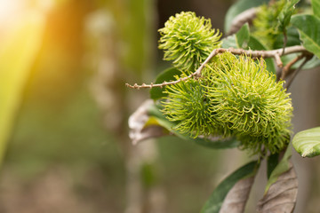 Green rambutan fruit on tree, Rambutan tree