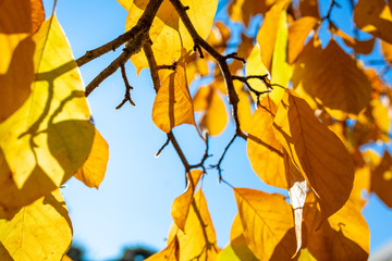 The leaves change color and blue sky. In the fall colors in Yamagata. Japan