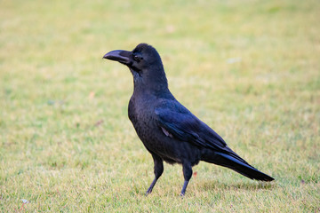 Crow on the lawn.