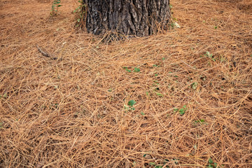 Fallen pine needles heap on the ground in autumn.