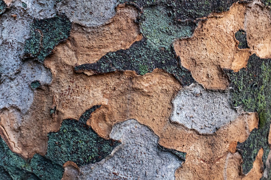 Bark of Japanese elm