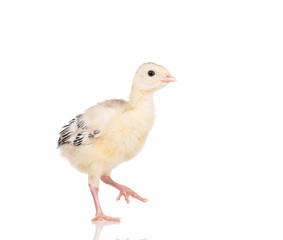 Cute little newborn chicken turkey, isolated on white background. One young nice big bird.