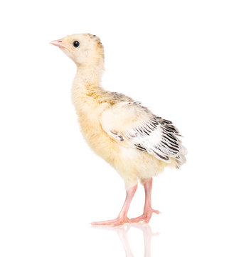 Cute little newborn chicken turkey, isolated on white background. One young nice big bird.