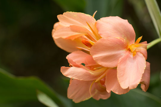 Orange colour of Canna flowers