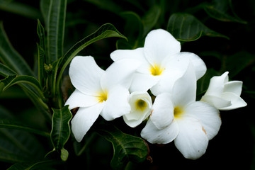 Fototapeta na wymiar Gardenia jasminoides flowers