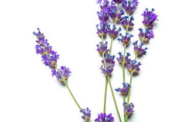 Fototapeta premium Lavender flowers on white background