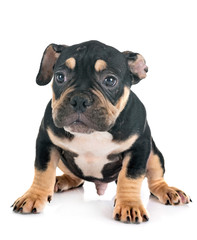 puppy american bully