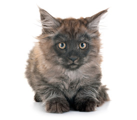 maine coon kitten