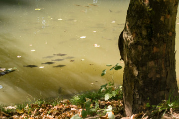 Carp floating in a pond.