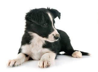 Fototapeta premium puppy border collie