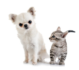bengal kitten and chihuahua