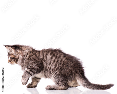 Maine Coon Kitten 2 Months Old Cat Isolated On White