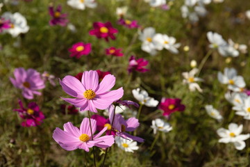 Fototapeta premium Cosmos flowers in the garden