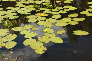 Leaves of lilies on the water. Photo swamp. Russia. Yellow lilies on the water.