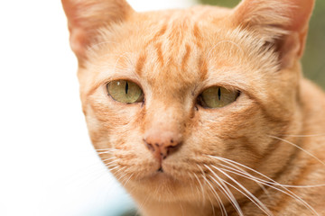 Close up Cute Ginger tabby cat focus on eye