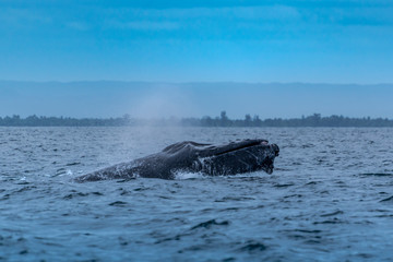 Fototapeta premium Humpback (Megaptera novaeangliae),Madagascar. St. Mary`s Island.