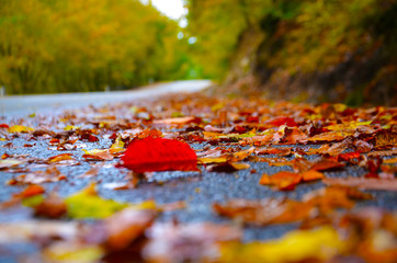 Environment