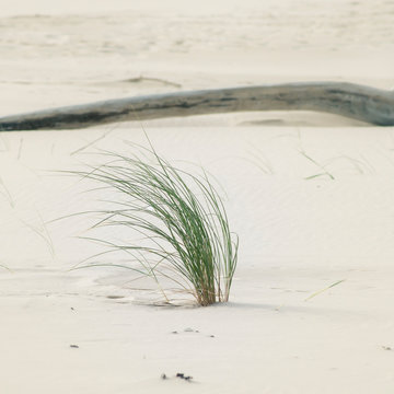 In The Dunes Of The Baltic See.