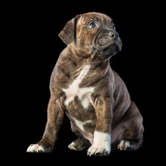 cute brown english staffordshire bull terrier puppy looking up on dark background, close-up 
