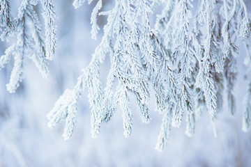 Christmas card with a picture of a fir branch covered with snow and hoarfrost