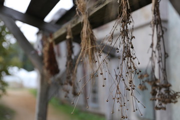 dried flowers