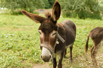Naklejka na ściany i meble Donkey on a field with an ear to the viewer