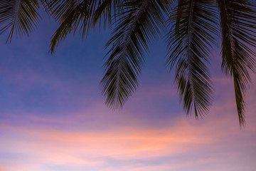 silhouette coconut leaves and blue sky beautiful background and textures.