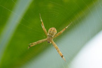  A spider on green blurred background