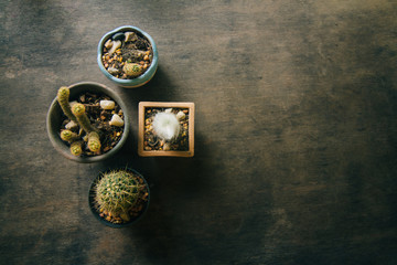 Cactus pot on table