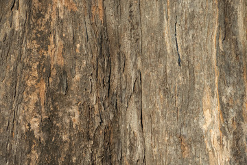 close up wood tree background and textured
