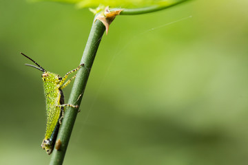 Green Grasshopper on plant