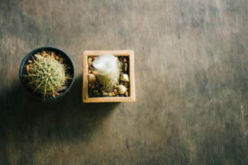 Cactus pot on table