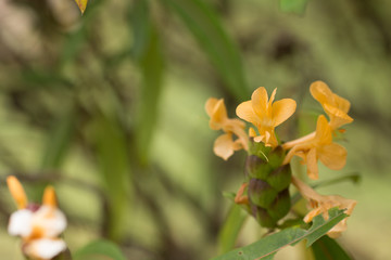 Close up of wild yellow flower