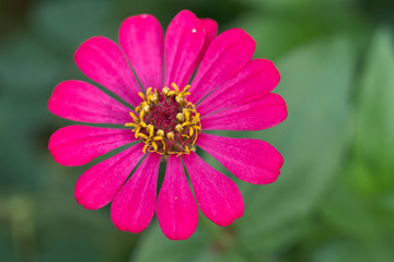 Obraz premium Pink zinnia flower blooming.
