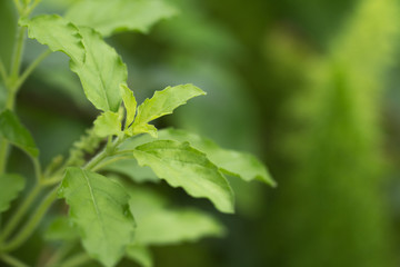 Fresh basil leaves