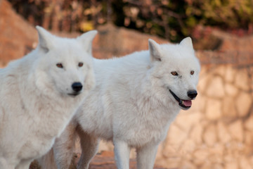Naklejka na ściany i meble Two wild alaskan tundra wolves. Canis lupus arctos. Polar wolf or white wolf.